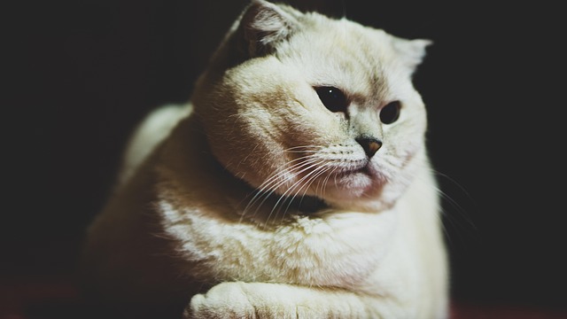 Бурманска котка
