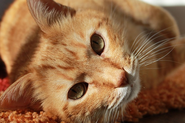 Манкска котка