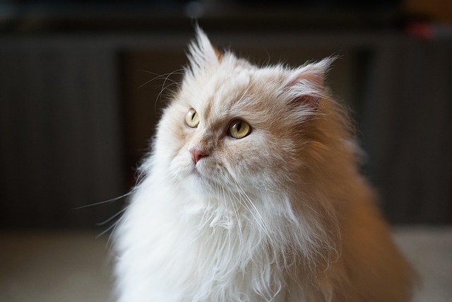 Персийска котка
