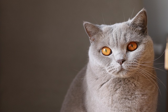 Руска синя котка