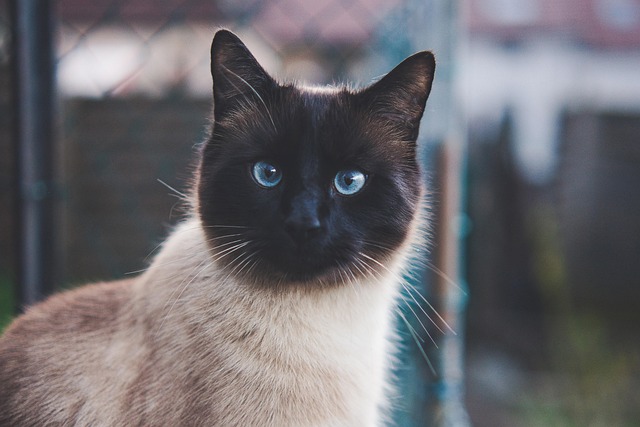 Сиамска котка