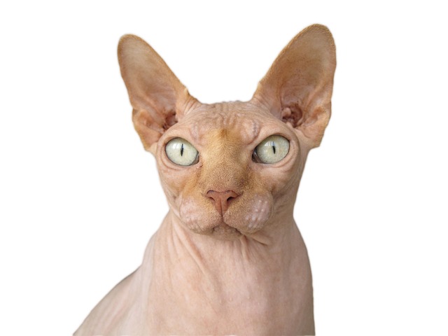 Сфинкс котка